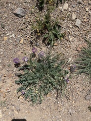 Astragalus laxmannii robustior