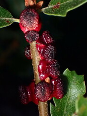 Disholcaspis prehensa