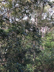 Eopsaltria australis