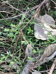 Gonocarpus tetragynus