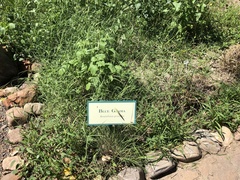Bouteloua gracilis
