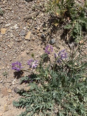 Astragalus laxmannii robustior