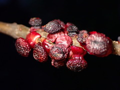 Disholcaspis prehensa