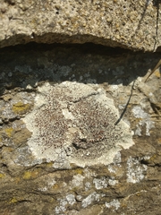 Lecanora campestris