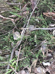 Gonocarpus tetragynus