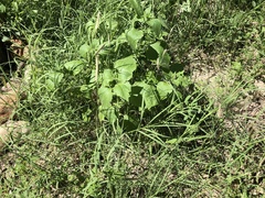 Bouteloua gracilis