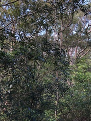 Eopsaltria australis