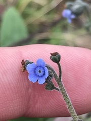 Cynoglossum australe