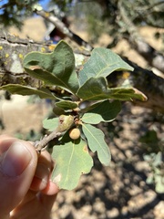 Andricus chrysolepidicola