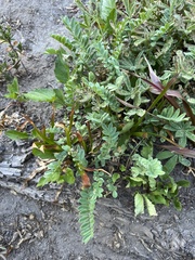 Polemonium californicum