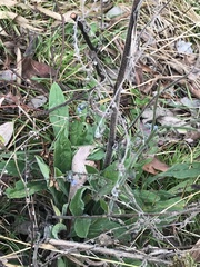 Cynoglossum australe