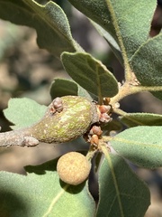 Andricus chrysolepidicola