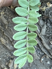 Polemonium californicum