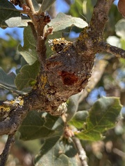 Andricus chrysolepidicola