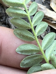 Polemonium californicum