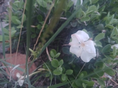 Mandevilla macrosiphon