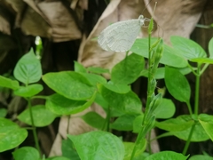 Leptosia nina