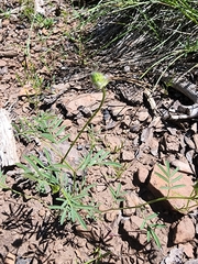 Dalea polygonoides