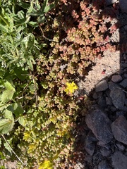 Sedum divergens