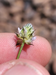 Dalea polygonoides