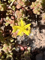 Sedum divergens