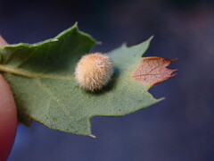 Atrusca trimaculosa