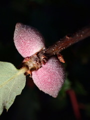 Disholcaspis simulata