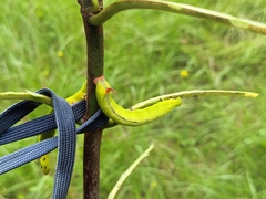 Macroglossum divergens