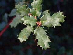 Quercus berberidifolia
