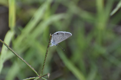 Hemiargus ceraunus astenidas