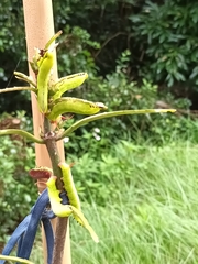 Macroglossum divergens
