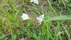 Ipheion uniflorum