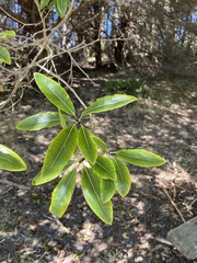 Pittosporum eugenioides