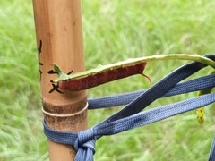 Macroglossum divergens