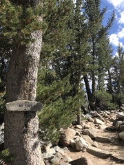 Pinus flexilis