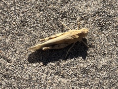 Dissosteira carolina