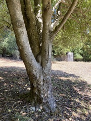 Pittosporum eugenioides