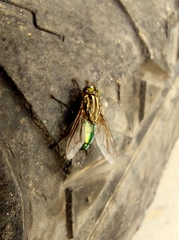 Sarconesia chlorogaster