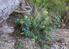 Metrosideros excelsa