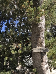Pinus flexilis
