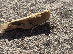 Dissosteira carolina