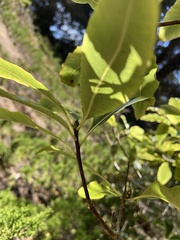 Pittosporum eugenioides
