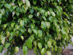 Ficus