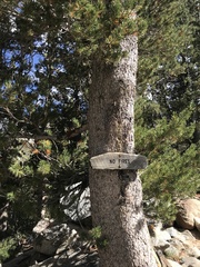 Pinus flexilis