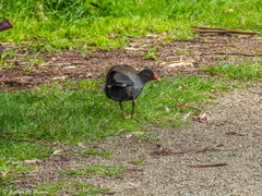 Gallinula tenebrosa