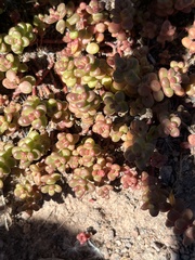 Sedum divergens