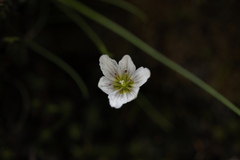 Gagea serotina