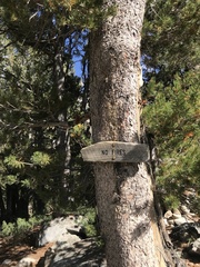 Pinus flexilis