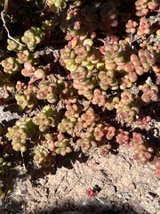 Sedum divergens