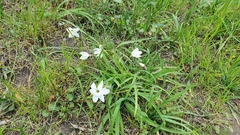 Ipheion uniflorum